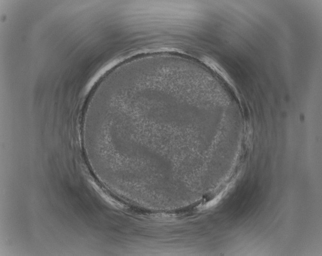 X0000061760789200512231550