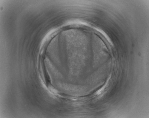 X0000061760815200512231549