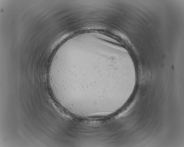 X0000061760833200512231549