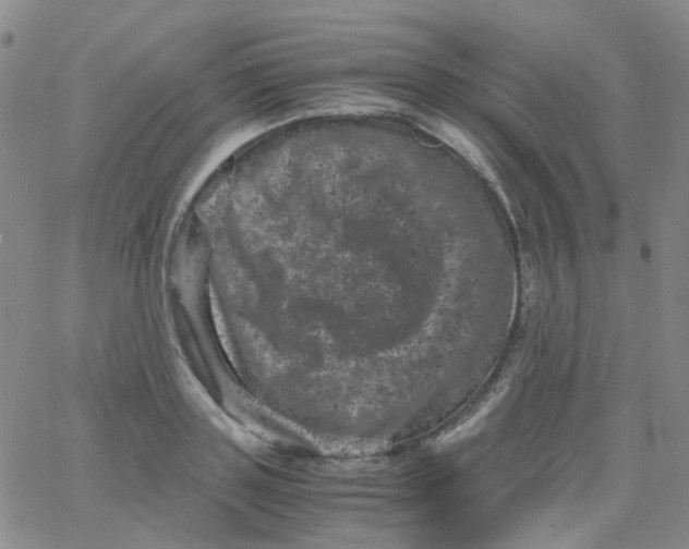 X0000061760843200512231549