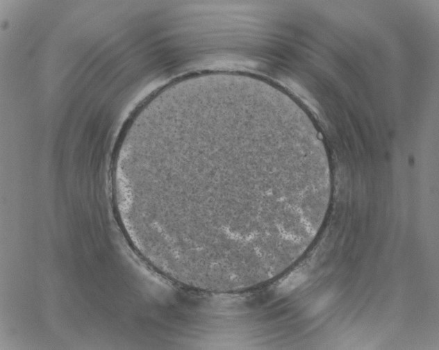 X0000061760848200512231549