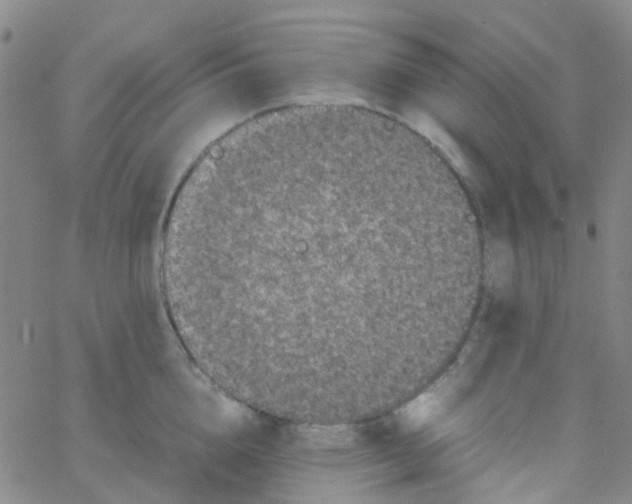 X0000061760856200512231549