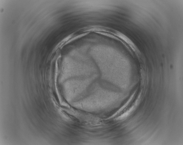 X0000061760857200512231549