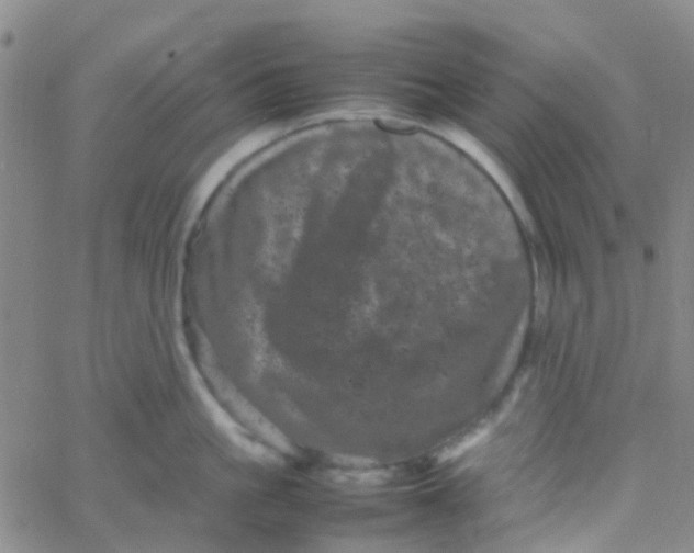 X0000061760861200512231549