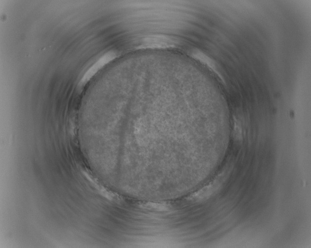 X0000061760874200512231548