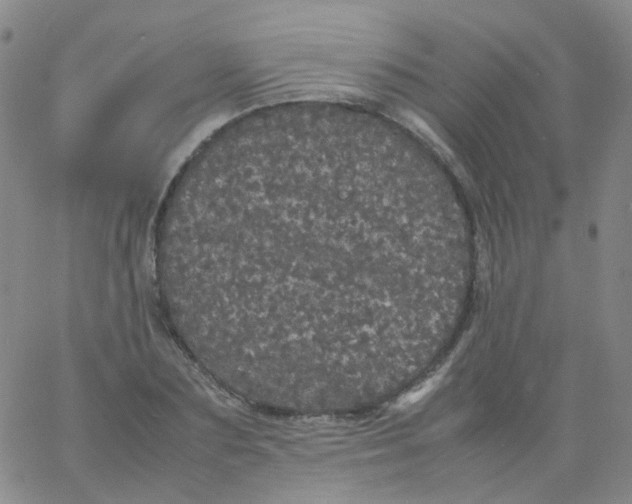 X0000061760883200512231548