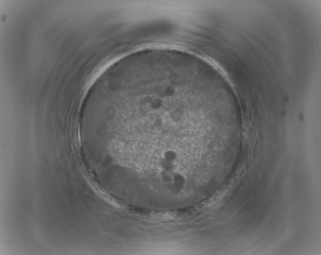 X0000061760887200512231548