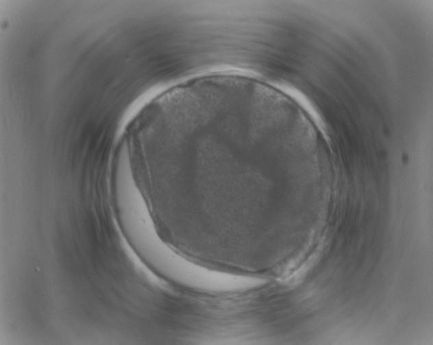 X0000061760910200512231548