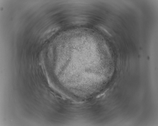 X0000061760917200512231547