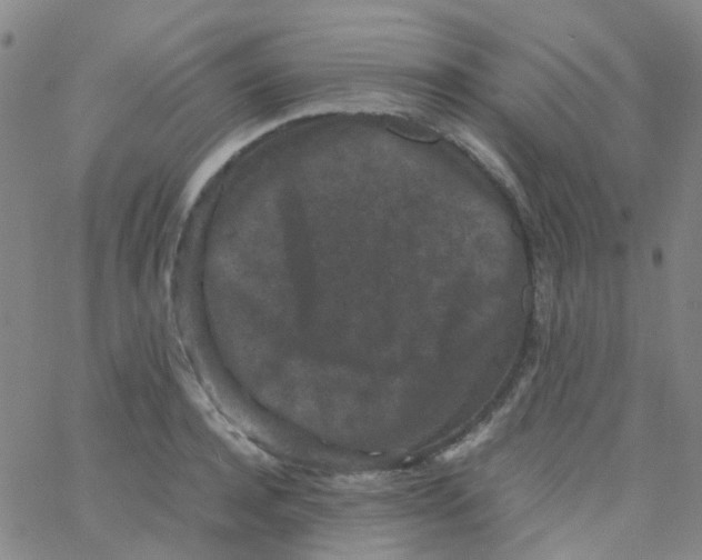 X0000061760944200512231547