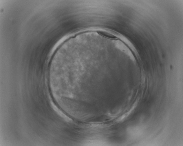 X0000061760958200512231548