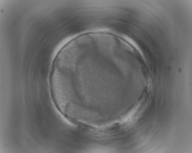 X0000061760959200512231548