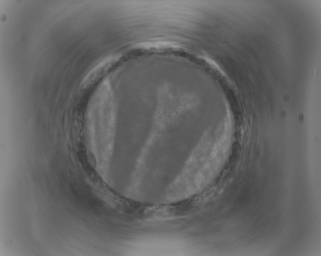 X0000061760967200512231547