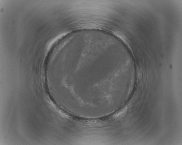 X0000061760979200512231546