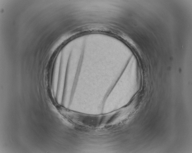 X0000061760983200512231546