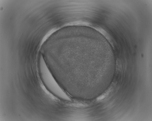 X0000061760998200512231546