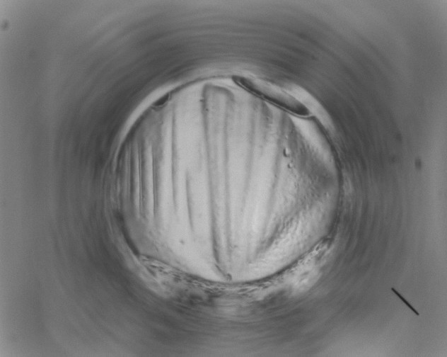 X0000061761052200512231546