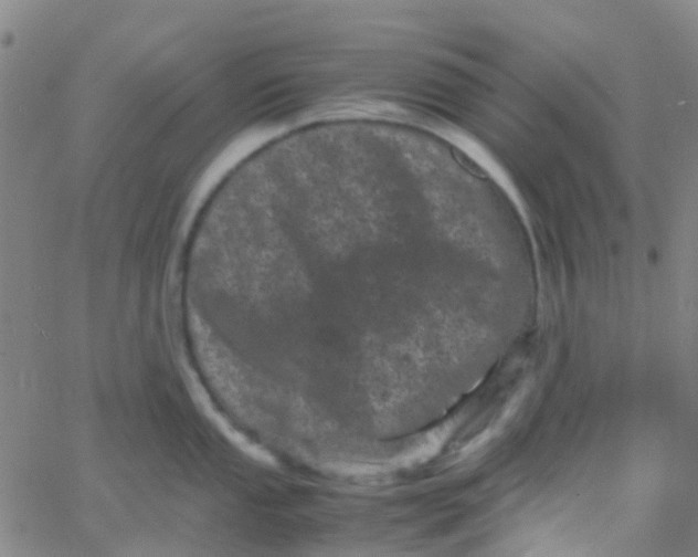 X0000061761053200512231546