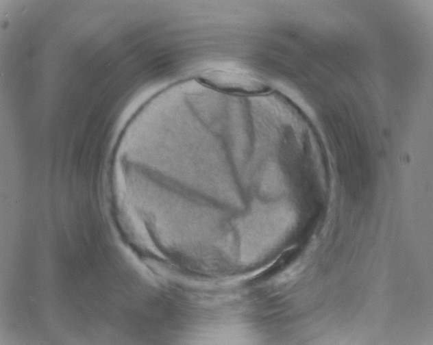 X0000061761056200512231546