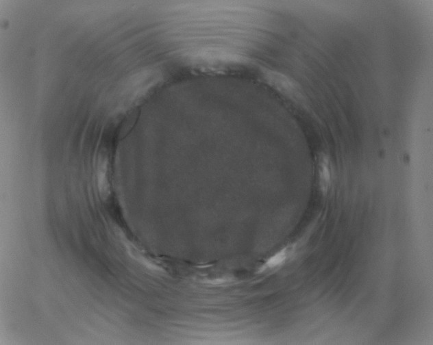 X0000061761060200512231545