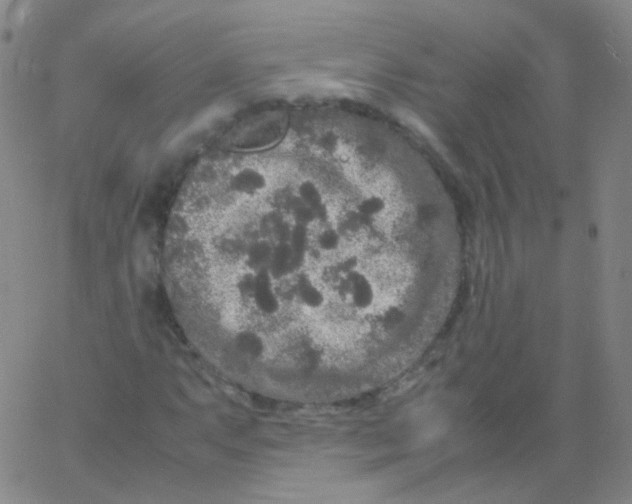 X0000061761063200512231545