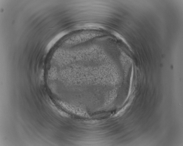 X0000061761066200512231545