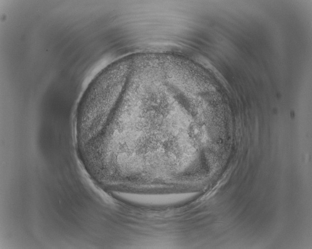 X0000061761083200512231545