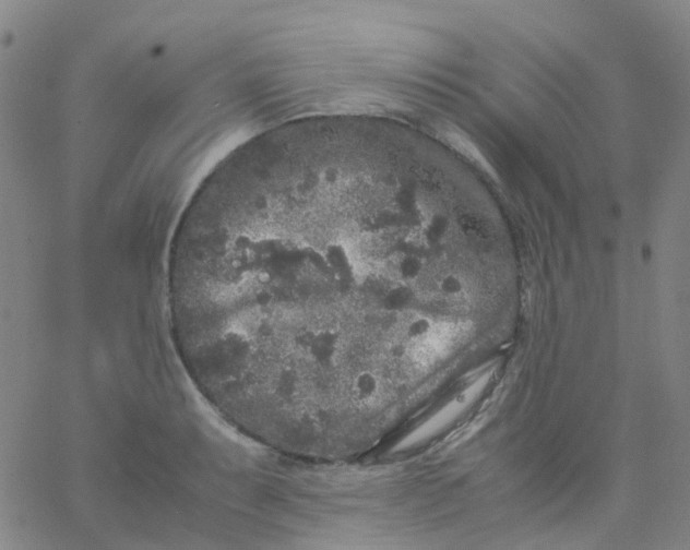 X0000061761087200512231545