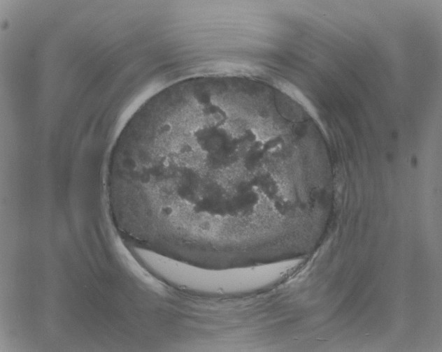 X0000061761091200512231545