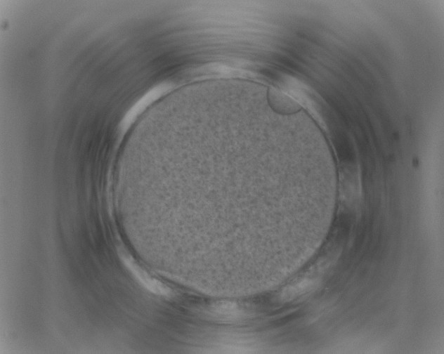 X0000061761098200512231544