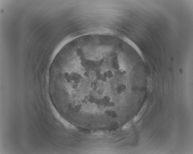 X0000061761099200512231544