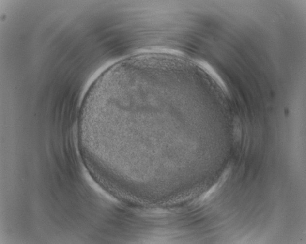 X0000061761100200512231544