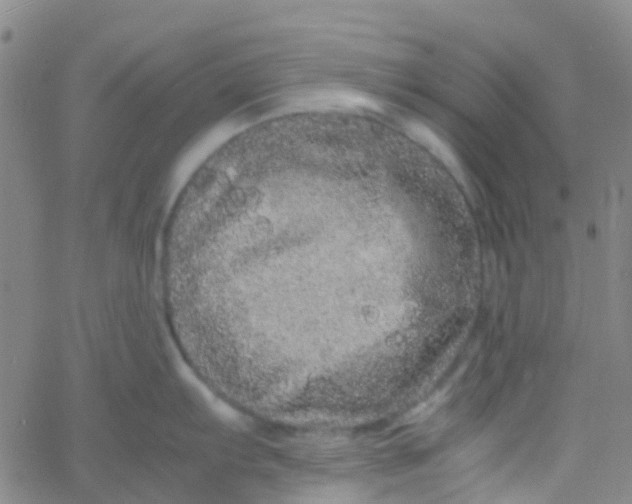 X0000061761103200512231544