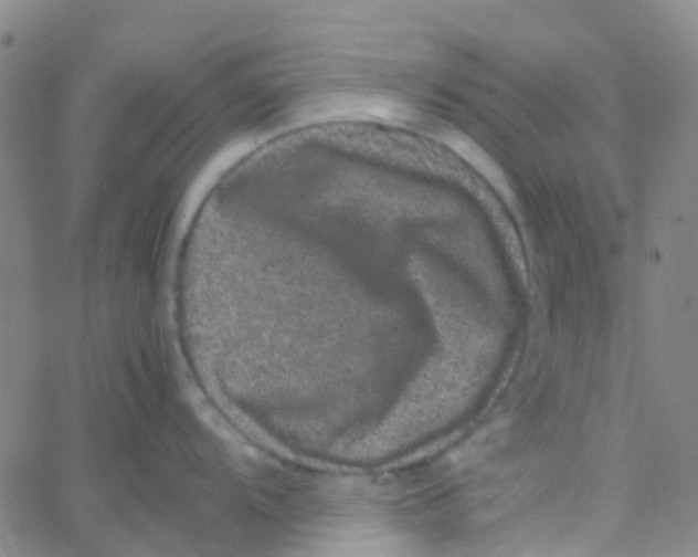 X0000061761104200512231544