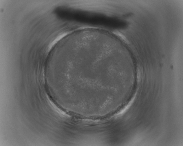 X0000061761113200512231544