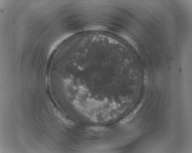 X0000061761117200512231544