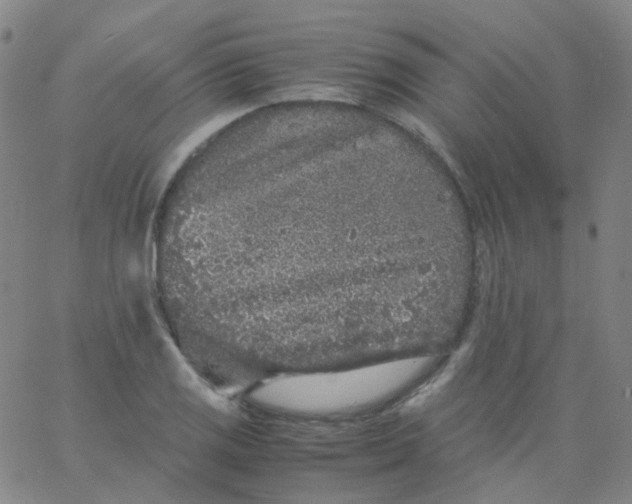 X0000061761125200512231544