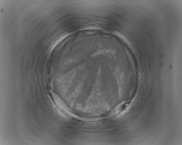 X0000061761129200512231544