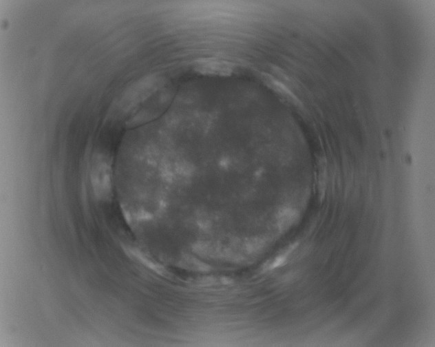 X0000061761154200512231544