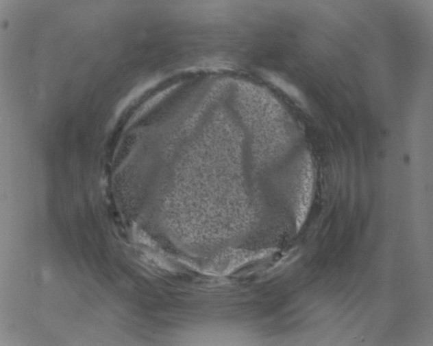 X0000061761160200512231543