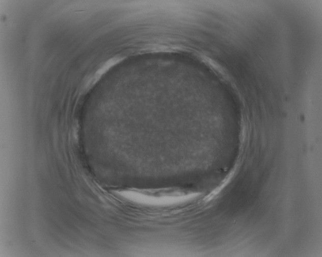 X0000061761161200512231543