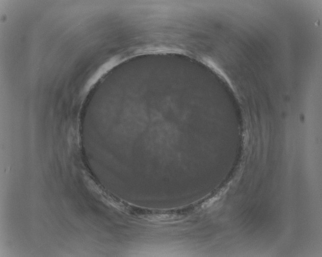 X0000061761173200512231543