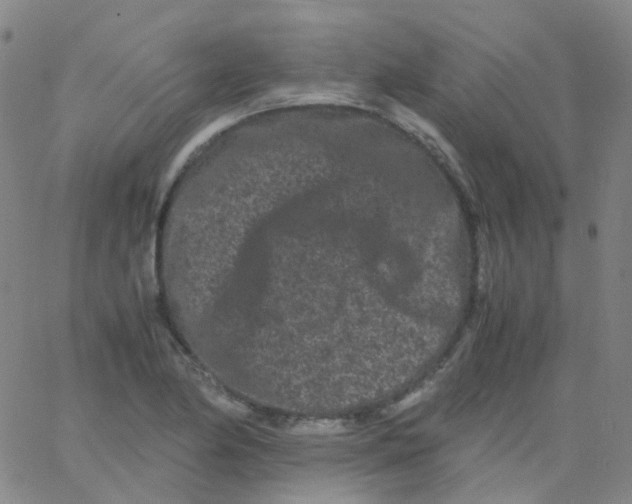 X0000061761174200512231543