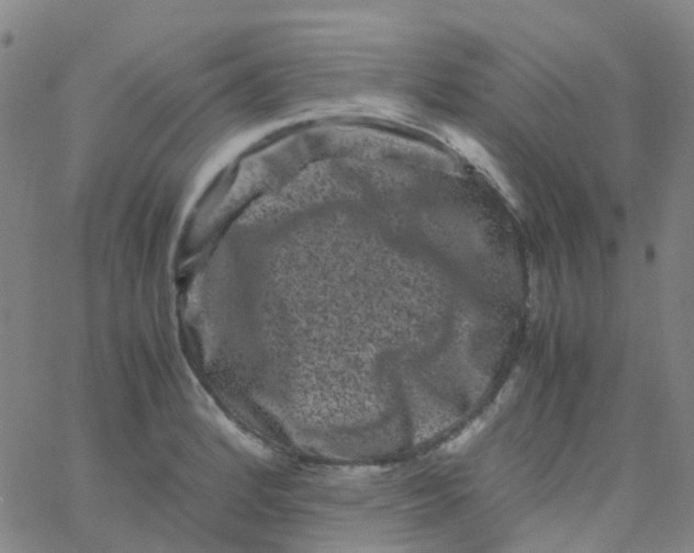 X0000061761184200512231543