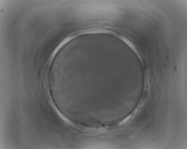 X0000061761197200512231543