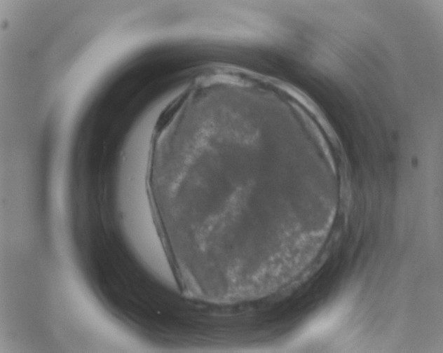 X0000061761199200512231543