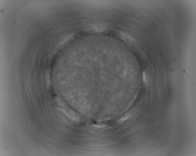 X0000061761203200512231542