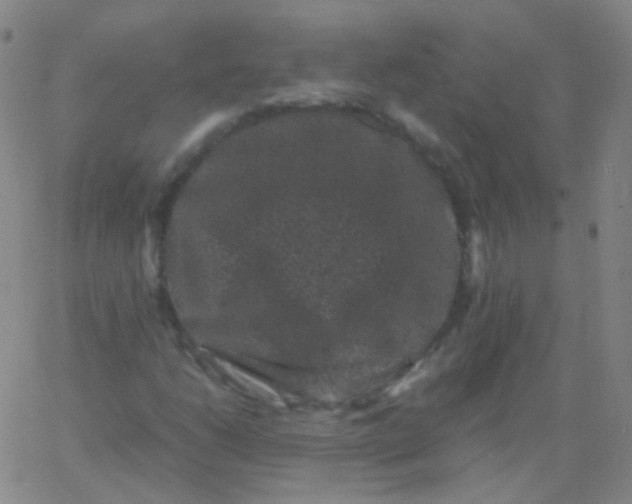 X0000061761206200512231542