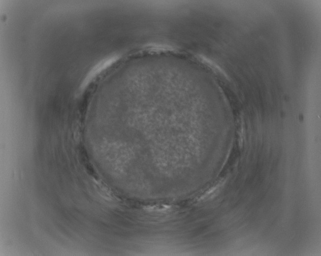 X0000061761207200512231542