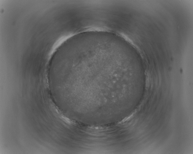 X0000061761215200512231542